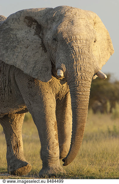 Afrikanischer Elefant (Loxodonta africana)  Chobe Waterfront  Chobe Nationalpark  Botswana