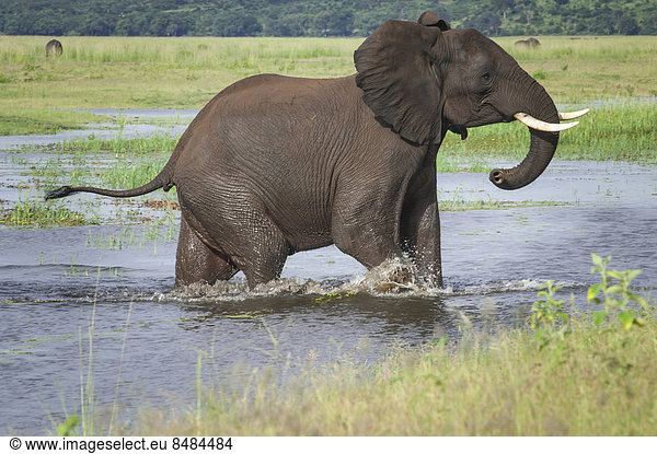 Afrikanischer Elefant (Loxodonta africana) durchquert einen Wasserlauf  Chobe Waterfront  Chobe Nationalpark  Botswana