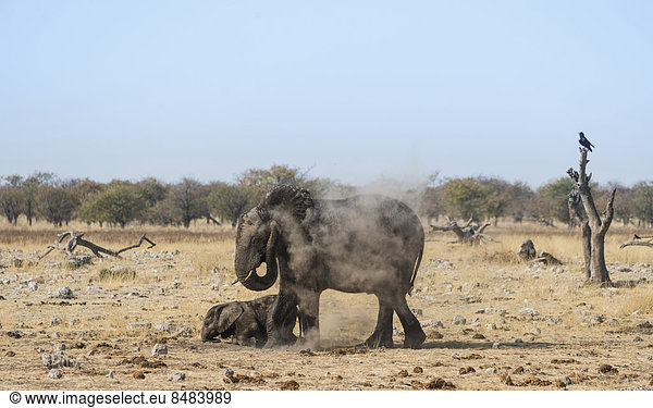 Afrikanischer Elefant (Loxodonta africana)  Elefantenkuh mit verspieltem Kalb beim Staubbad  Wasserstelle Rietfontein  Etosha Nationalpark  Namibia