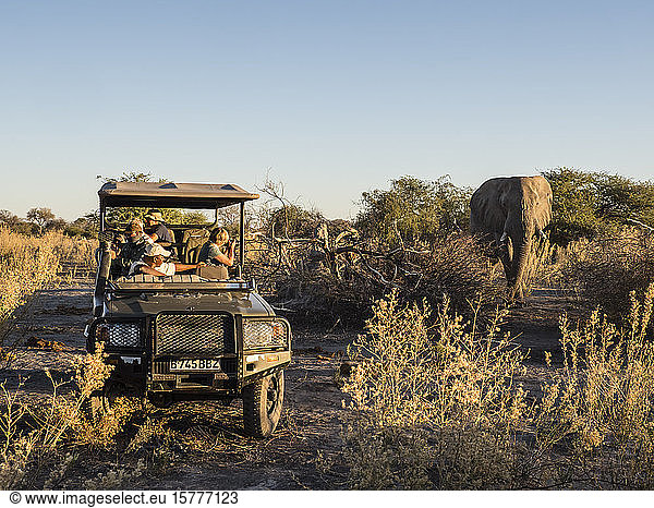 Afrikanischer Elefant (Loxodonta africana) gesehen von einem Safari-Fahrzeug im Okavango-Delta Botsuana Afrika