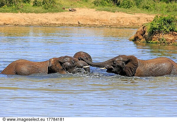 Afrikanischer Elefant (Loxodonta africana)  Gruppe badend  Sozialverhalten  Addo Elephant Nationalpark  Ostkap  Südafrika