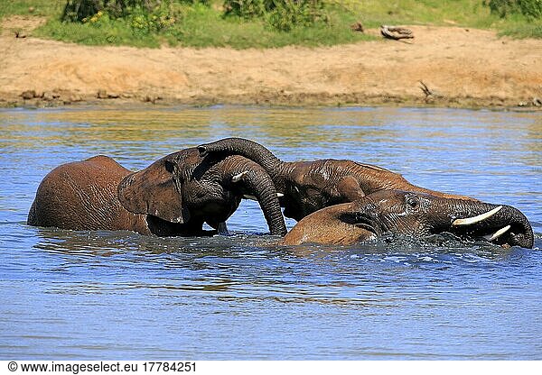 Afrikanischer Elefant (Loxodonta africana)  Gruppe badend  Sozialverhalten  Addo Elephant Nationalpark  Ostkap  Südafrika