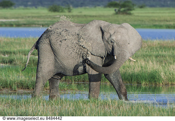 Afrikanischer Elefant (Loxodonta africana) k¸hlt sich an der Namutoni Wasserstelle ab  Etosha Nationalpark  Namibia