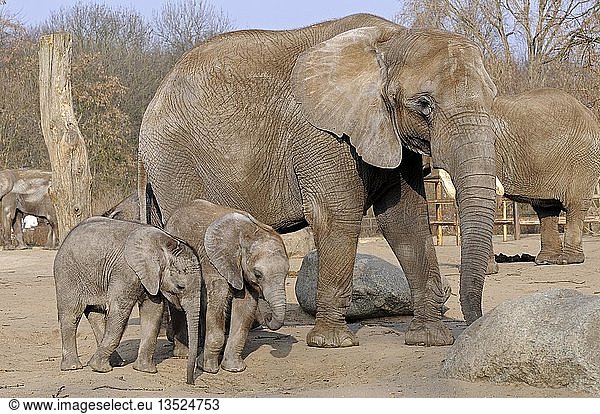 Afrikanischer Elefant  Loxodonta africana  mit Jungtieren im Tierpark Berlin  Deutschland  Europa
