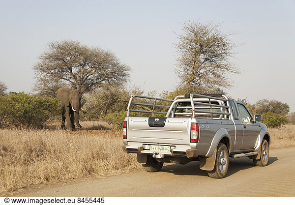 Afrikanischer Elefant (Loxodonta africana)  Parkbesucher beobachten Bullen  Krüger-Nationalpark  Südafrika