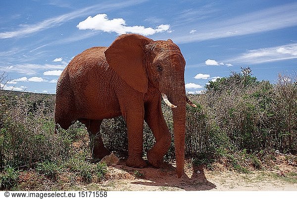 Afrikanischer Elefant  Loxodonta africana  SÃ¼dafrika  Suedafrika