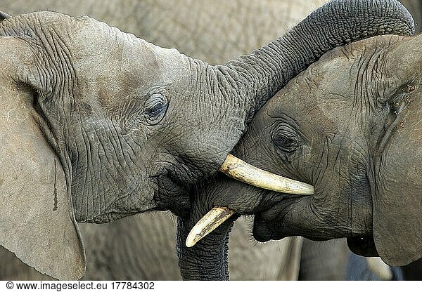 Afrikanischer Elefant (Loxodonta africana)  Sozialverhalten  Addo Elephant Nationalpark  Ostkap  Südafrika