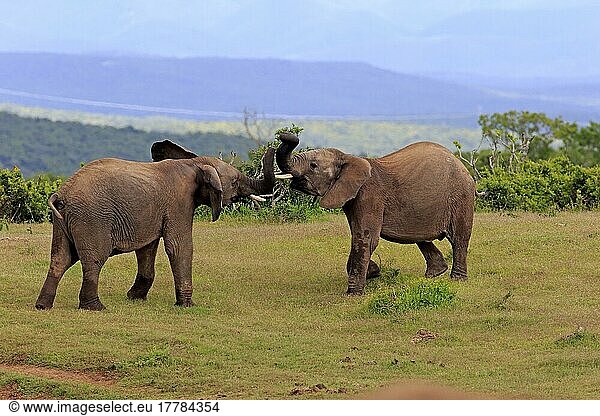Afrikanischer Elefant (Loxodonta africana)  Sozialverhalten  Addo Elephant Nationalpark  Ostkap  Südafrika