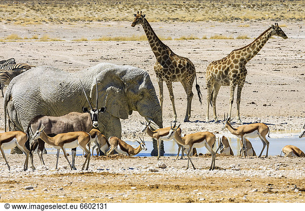 Afrikanischer Elefant (Loxodonta africana)  Spießbock (Oryx gazella)  Giraffe (Giraffa camelopardalis)  Springbock (Antidorcas marsupialis)  Steppenzebra (Equus quagga) am Wasserloch Nebrowni  Etosha-Nationalpark  Namibia  Afrika