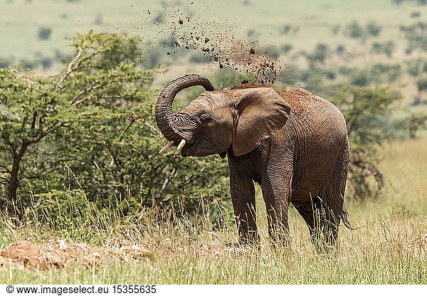 Afrikanischer Elefant (Loxodonta africana) wirft Erde über seinen Kopf  Serengeti-Nationalpark; Tansania