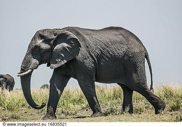 Afrikanischer Elefant (Loxodonta) auf dem Weg zum Fluss  um zu schwimmen. Chobe National Park  Botswana  Afrika.