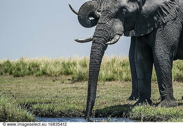 Afrikanischer Elefant (Loxodonta) bei einer Trinkpause. Chobe National Park  Botswana  Afrika.