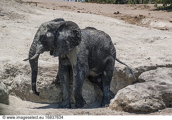 Afrikanischer Elefant (Loxodonta) beim Verlassen eines Schlammlochs. Teleobjektiv. Chobe-Nationalpark. Botswana  Afrika.