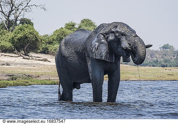 Afrikanischer Elefant (Loxodonta)  der den Chobe-Fluss zum Schwimmen besucht. Teleobjektiv. Chobe-Nationalpark. Botswana  Afrika.