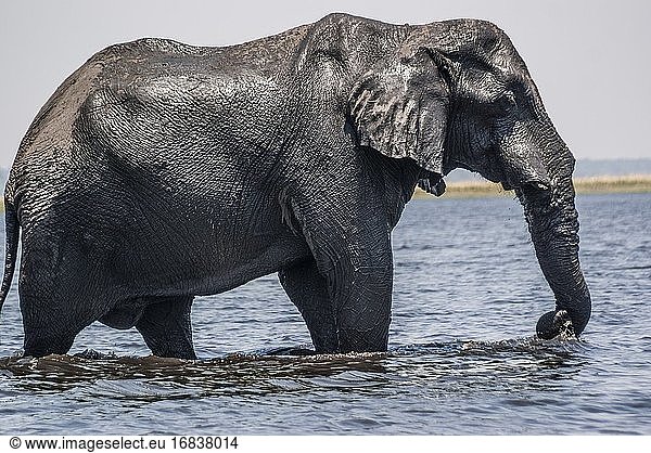 Afrikanischer Elefant (Loxodonta)  der den Chobe-Fluss zum Schwimmen besucht. Teleobjektiv. Chobe-Nationalpark. Botswana  Afrika.