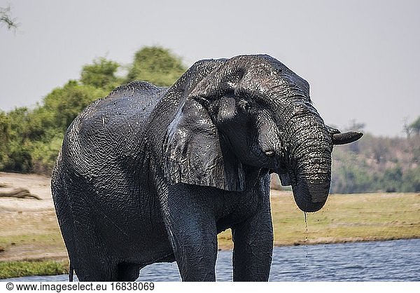Afrikanischer Elefant (Loxodonta)  der den Chobe-Fluss zum Schwimmen besucht. Teleobjektiv. Chobe-Nationalpark. Botswana  Afrika.