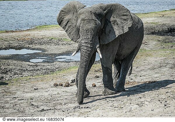 Afrikanischer Elefant (Loxodonta) nach einem Schlammbad. Chobe-Nationalpark  Heimat der größten Elefantenkonzentration in Afrika. Botswana  Afrika.