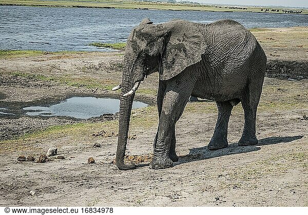 Afrikanischer Elefant (Loxodonta) nach seinem Schlammbad. Chobe-Nationalpark  Heimat der größten Elefantenkonzentration in Afrika. Botswana  Afrika.