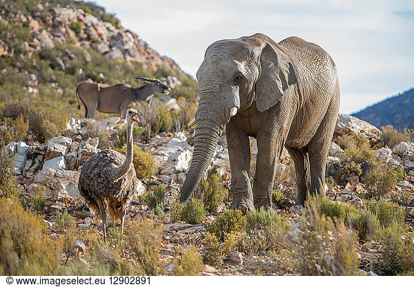 Afrikanischer Elefant (Loxodonta) und Strauß (Struthio camelus)  Touws River  Westkap  Südafrika