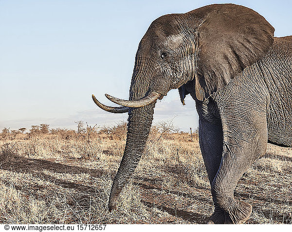 Afrikanischer Elefant mit großen Stoßzähnen im Krüger-Nationalpark  Südafrika