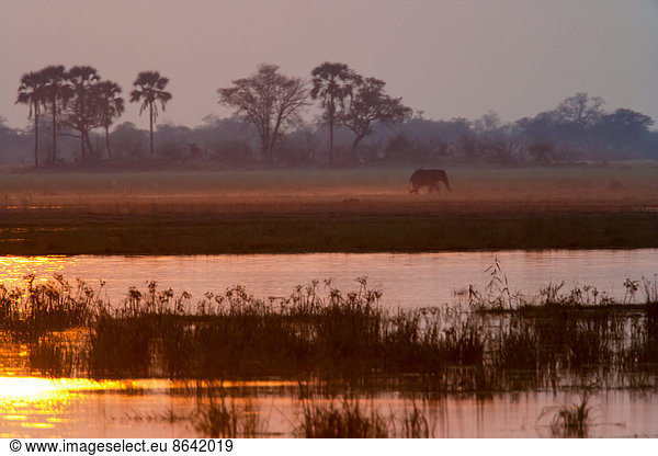 Afrikanischer Elefant  Okavango-Delta  Botswana
