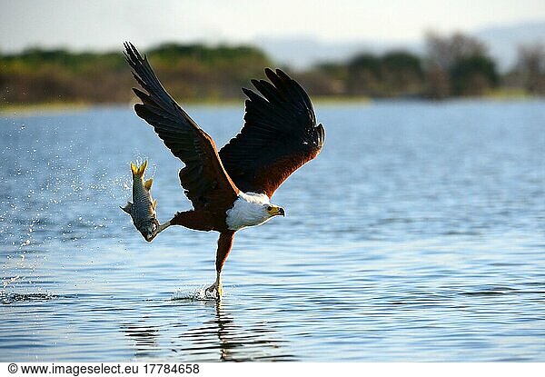 Afrikanischer Fischadler beim Fang eines Fisches (Haliaeetus vocifer) Baringo See  Oktober  Kenia  Afrika