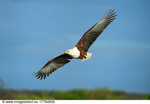 Afrikanischer Fischadler fliegend (Haliaeetus vocifer) Baringo See  Oktober  Kenia  Afrika