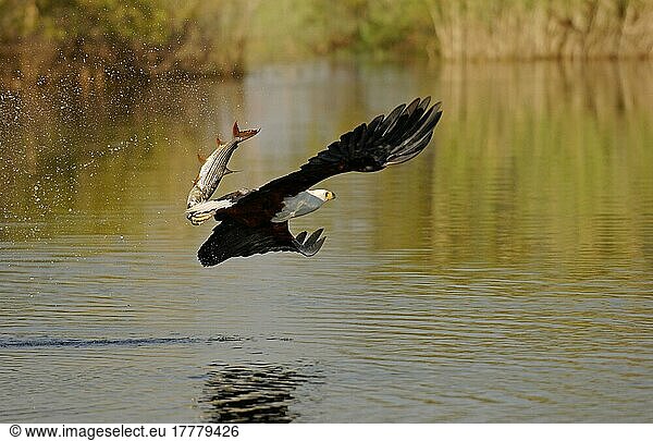 Afrikanischer Fischadler (Haliaeetus vocifer)  erwachsen im Flug  Tigerfischfang  Okavango-Fluss  Botswana  Afrika