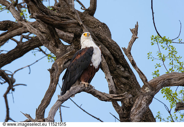 Afrikanischer Fischadler (Haliaeetus vocifer) im kahlen Baum  Savuti-Sumpf  Chobe-Nationalpark  Botswana