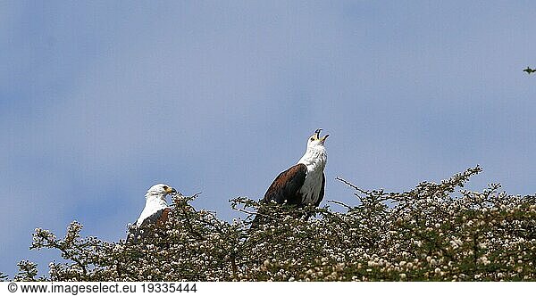 Afrikanischer Fischadler (haliaeetus vocifer)  Paar singt in der Baumkrone  Naivashasee in Kenia