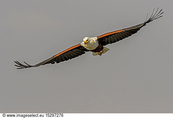 Afrikanischer Fischadler im Flug  Frontansicht  Krüger-Nationalpark  Südafrika