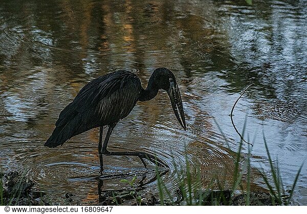 Afrikanischer Klapperstorch (Anastomus lamelligerus) an einem Teich im Mosi-oa-Tunya-Nationalpark. Livingstone  Sambia  Afrika.