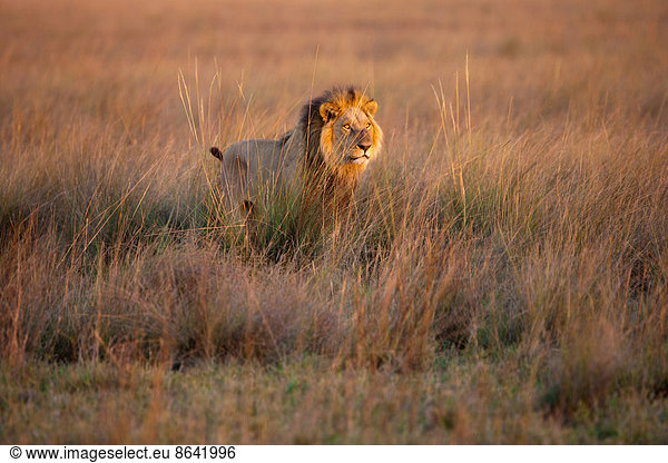 Afrikanischer Löwe  Duba-Ebene  Botswana