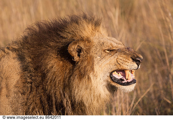 Afrikanischer Löwe  Duba-Ebene  Botswana