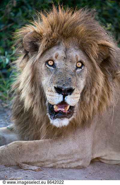 Afrikanischer Löwe männlich  Botswana