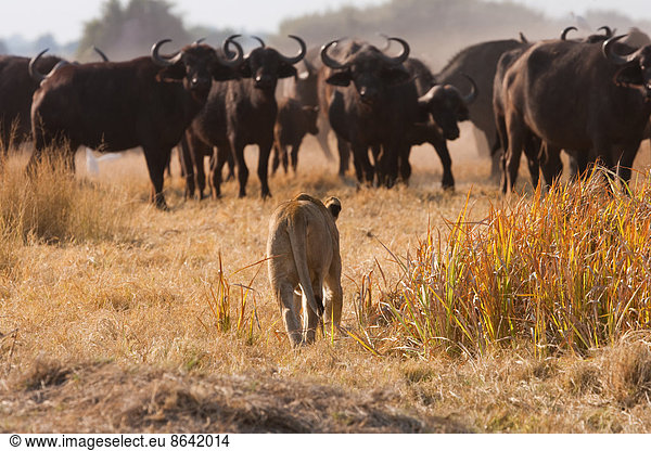 Afrikanischer Löwe und Büffel  Botswana