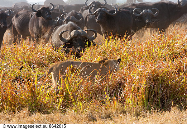 Afrikanischer Löwe und Büffel  Botswana