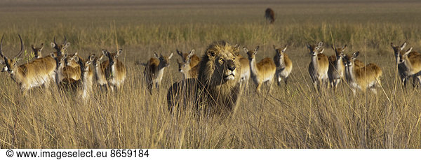 Afrikanischer Löwe und Letschwe  Duba-Ebene  Botswana