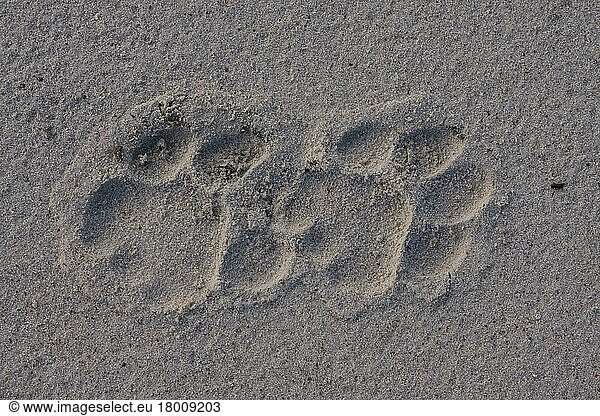 Afrikanischer Löwenische Löwennischer Löwenische Löwen  Löwen  Raubkatzen  Raubtiere  Säugetiere  Tiere  Lion tracks