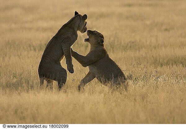 Afrikanischer Löwenische Löwennischer Löwenische Löwen  Löwen  Raubkatzen  Raubtiere  Säugetiere  Tiere  two female lions fighting  Botswana  Afrika