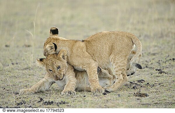 Afrikanischer Löwenische (Panthera leo) Löwennischer Löwenische Löwen  Löwen  Raubkatzen  Raubtiere  Säugetiere  Tiere  Lion two cubs  play-fighting  Masai Mara  Kenya