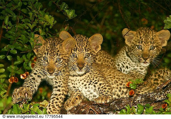 Afrikanischer Leopardnische Leoparden (Panthera pardus)  Raubkatzen  Raubtiere  Säugetiere  Tiere  Leopard Three cubs  2 months  Sabi Sands Game Reserve  South Africa  2 Monate