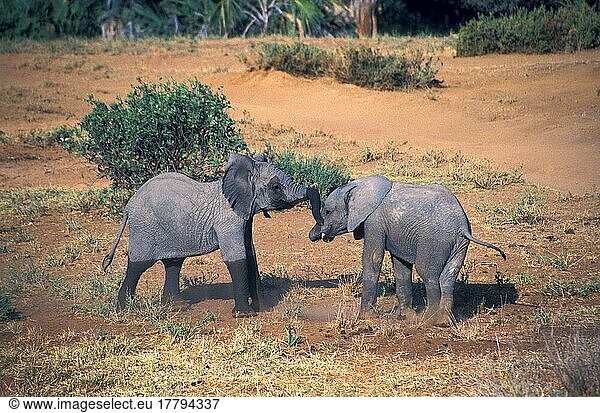 Afrikanischer (Loxodonta africana) Elefantnische Elefanten  Elefanten  Säugetiere  Tiere  Elephantn Young play  fighting