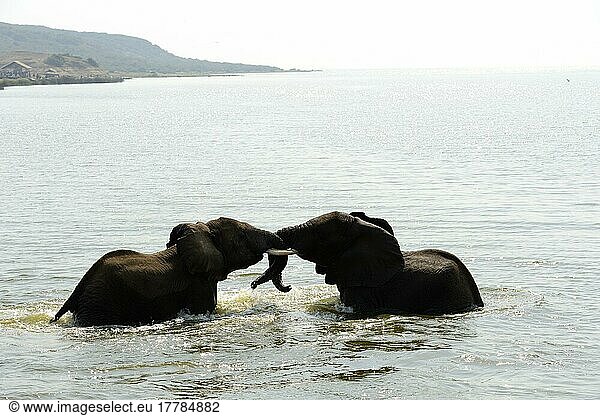 Afrikanischer (Loxodonta africana) Elefantnische Elefanten  Elefanten  Säugetiere  Tiere  Two African elephants bathing and play fighting  Lake Edward  Queen Elizabeth National Park  Uganda  Afrika