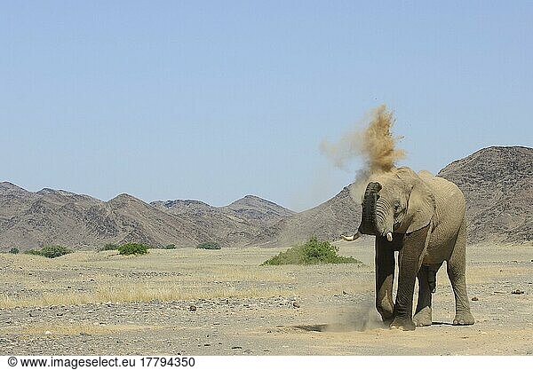 Afrikanischer (Loxodonta africana) Elefantnische Elefanten  Elefanten  Säugetiere  Tieren Elephant adult  dusting  throwing sand with trunk  standing on arid desert plain  Damaraland  Namibia  Staubbad  Afrika