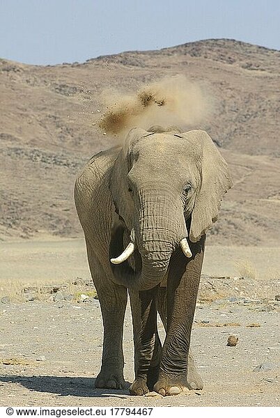 Afrikanischer (Loxodonta africana) Elefantnische Elefanten  Elefanten  Säugetiere  Tieren Elephant adult  dusting  throwing sand with trunk  standing on arid desert plain  Damaraland  Namibia  Staubbad  freistellbar  Afrika