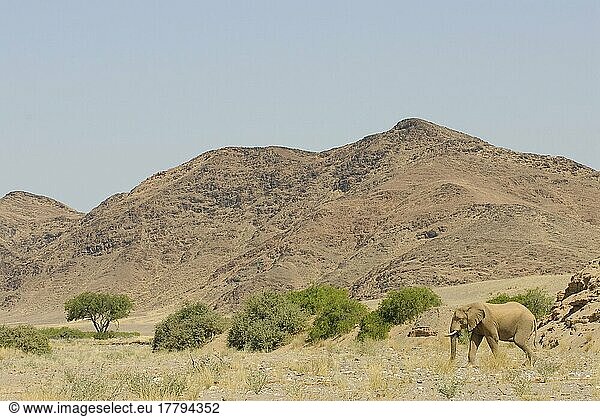 Afrikanischer (Loxodonta africana) Elefantnische Elefanten  Elefanten  Säugetiere  Tieren Elephant adult  walking in desert habitat  arid mountains in distance  Damaraland  Namibia  Afrika