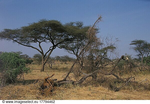 Afrikanischer (Loxodonta africana) Elefantnische Elefanten  Elefanten  Säugetiere  Tieren Elephant Damage to trees  von Elefanten zerstörte Bäume