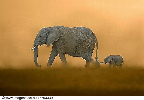 Afrikanischer (Loxodonta africana) Elefantnische Elefanten  Elefanten  Säugetiere  Tieren Elephant mother with baby  walking  Masai Mara  Kenya (Composite image)