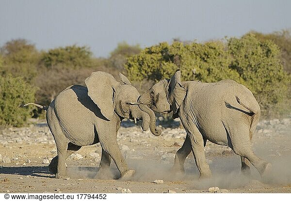 Afrikanischer (Loxodonta africana) Elefantnische Elefanten  Elefanten  Säugetiere  Tieren Elephant two immature males  fighting at waterhole  Etosha N. P. Kunene  Namibia  Afrika